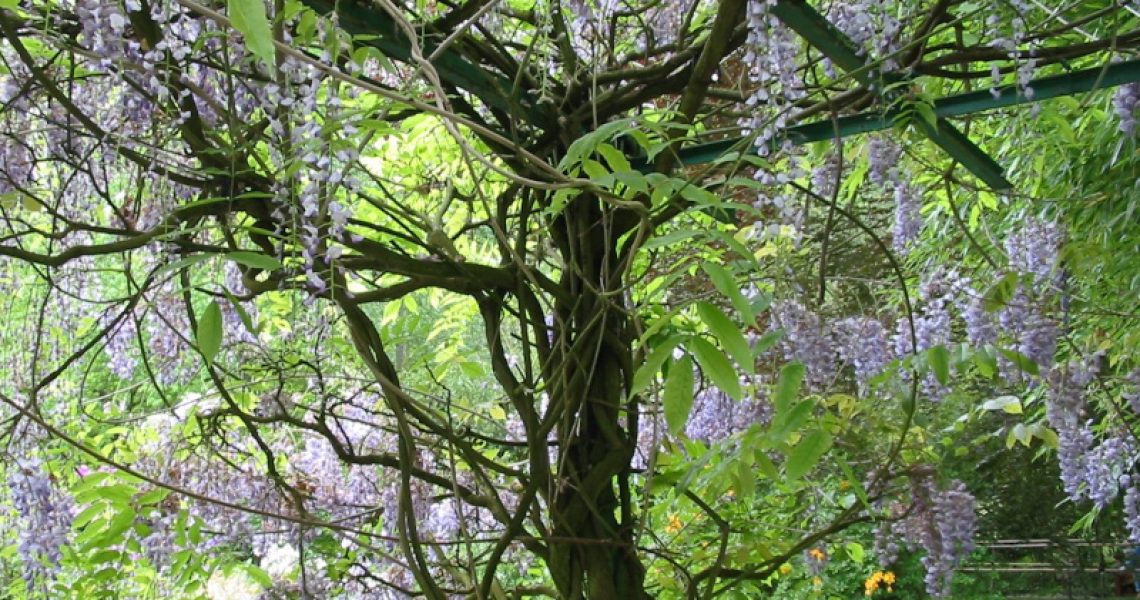 Arbres