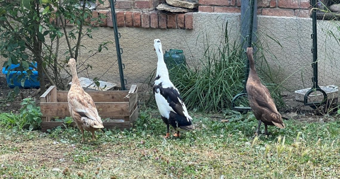 DIU-Canards